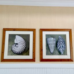 A Pair Of Sea Shell Photographs In Wood Frames