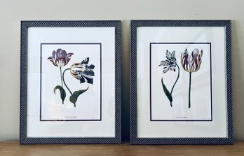 PAIR Framed Study Of Tulip Botanical Prints