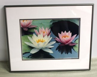 Framed Art Print White And Pink Lotus