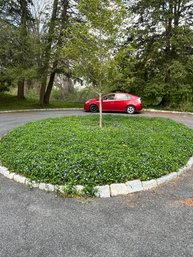 An Island Of Vinca - Bring Your Shovel And Containers