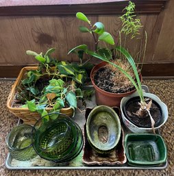 Plants And Pots