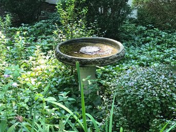 Bird Bath