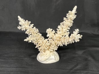 Staghorn Coral Figurine - Clay Base 6'H