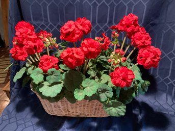 Basket Of Pretty Geraniums