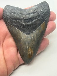 Large Fossil MEGALODON SHARK TOOTH- 4.57' In Length- Great Serration And Color