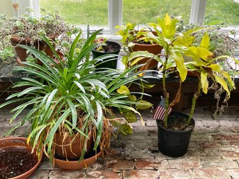A Grouping Of Live Plants