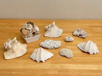 Lot Of Conch Shells And Coral