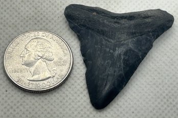 Ancient 1.82' Fossil MAKO SHARK Tooth