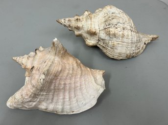 Pair Of Large Sea Conch Shells