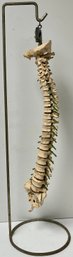 Vintage Anatomical Spine Bones - Scientific Medical Display Specimen - On Rack - Artificial Material - 36 H