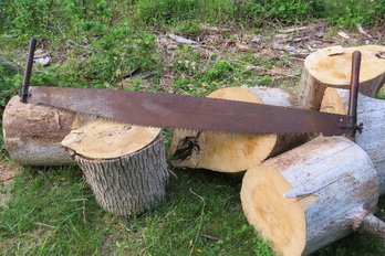 H. Disston And Sons Cross Cut Logging Saw - Lot B