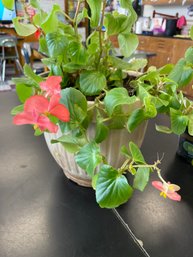 Large Potted Blooming Begonia