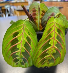 Live Potted Prayer Plant