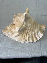 Conch Sea Shell