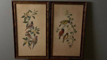 Pair Of Vintage Prints Of Birds In Trees Framed