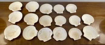 Lot Of 17 Scallop Sea Shells