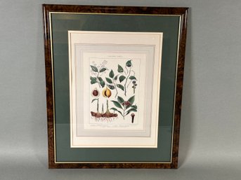 Flavoring Plants Based On 1902 Chrono Lithograph By Julius Bien, Dodd Mead & Company Art