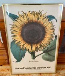 Vintage Framed Sunflower Hortus Eystettensis, Eichstatt ~ The New York Botanical Garden Print Series ~