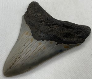 LARGE Authentic Fossil MEGALODON Shark Tooth- Unrestored In Excellent Condition- Good Serration