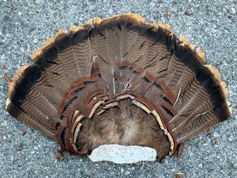 Trophy Turkey Feathers!