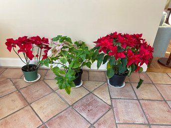 Trio Of Pointsettia Live Plants