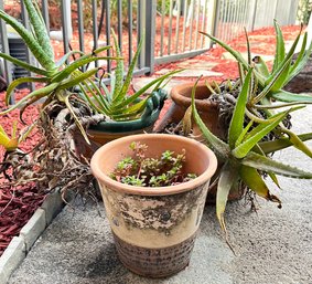 Live Aloe And More Plants In Terra Cotta Planters
