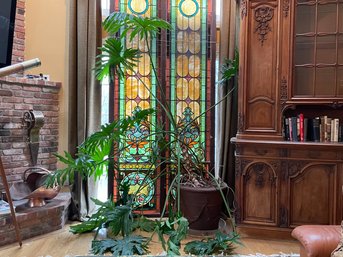 A Large Philodendron Plant - Real, Live
