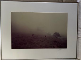 Peter Hirsch (American, 1936 - 2001) Framed Photograph Cows Grazing In The Early Morning Mist