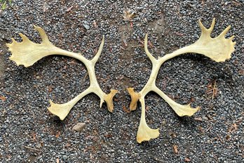 A Pair Of Antlers