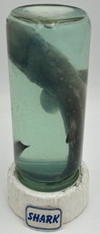 Vintage Taxidermy Shark Specimen In Jar