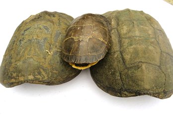 3 Real Turtle Shells