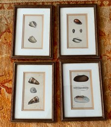 4 Antique Shells Prints