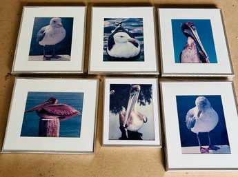 Lot Of 6 Framed Bird Photographs