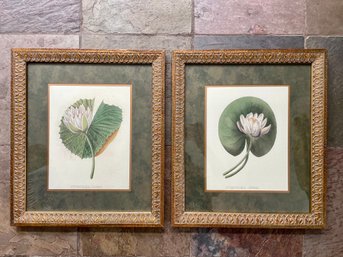 Two Beautifully Framed Lotus & Nitida Nymphea Prints