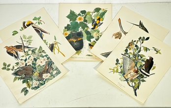 A Series Of Vintage Ornithological Prints - Unframed