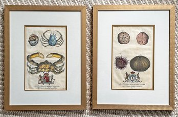 A Pairing Of Authentic 19th Century Hand Colored Etchings - Sea Life