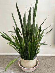 A Live Plant In Ceramic Pot - Mother IN Law's Tongue