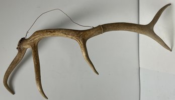 Real Natural - Deer Elk - Horn Rack - 5 Point - Strap For Wall Mounting - 34 X 14 X 13 - Specimen Display