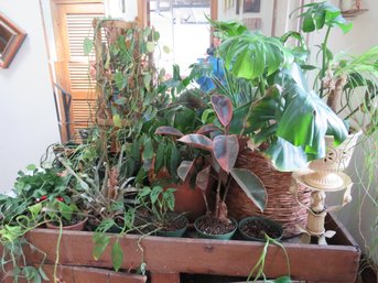 Huge Lot Of Assorted Live House Plants With Containers
