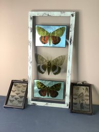 Framed Butterfly Print Lot #4