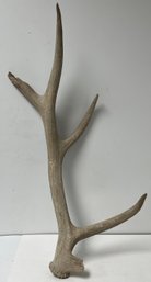 Real Natural - Deer Elk Large Horn Rack - 4 Point - Holes For Wall Mounting - Specimen - 36.5 X 15 X 10.5