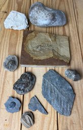 Fossil Rocks And More