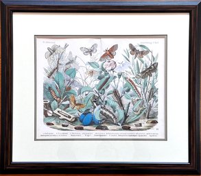 An Authentic 19th Century German Hand Colored Print - Insect Themed