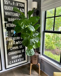 Live Fiddle Leaf Fig Tree, Pot And Stand