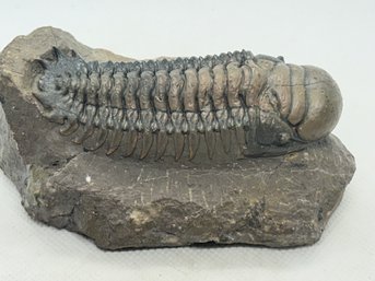 Superb Museum Grade CROTALOCEPHALINA TRILOBITE FOSSIL- 420 Million Years Old!