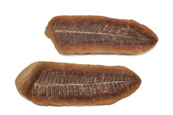 Fossil Fern Leaf Matching Pair