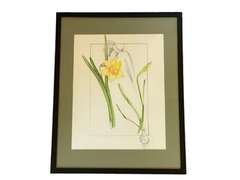 Original Artwork Yellow Daffodil & Bulb - Signed And Dated Jodi 5/03. Framed Under Glass.