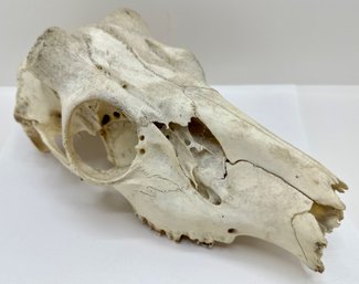 Natural Deer Skull