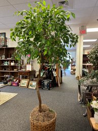 Artificial Spiral Stem Ficus Tree In Basket