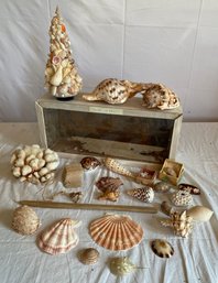 Shells And Wood